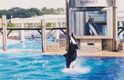 018-The killer whale show